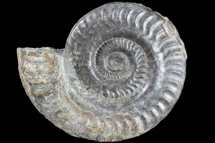 Jurassic Ammonite (Hildoceras) - England #85243